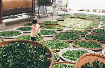 茶葉產業思考